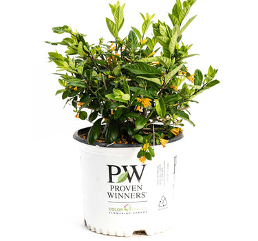 Juiced® Orange Jessamine