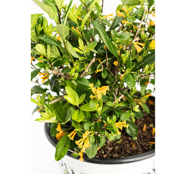 Juiced® Orange Jessamine