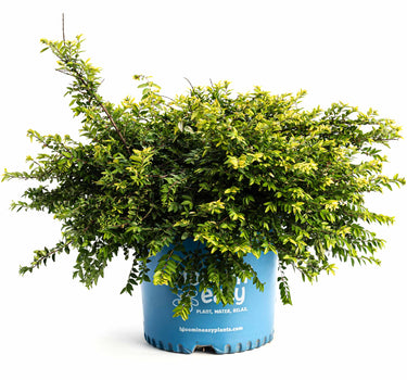 Thunderbolt® Box Honeysuckle