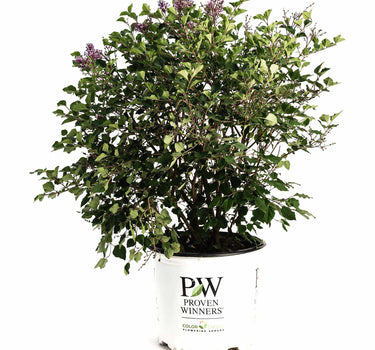 Bloomerang Lilac Bush