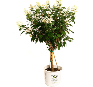 Quick Fire® Hydrangea Tree