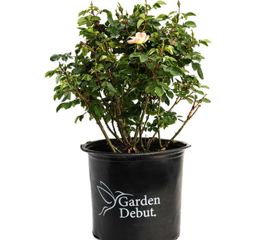 The Champion™ Sunblush Rose