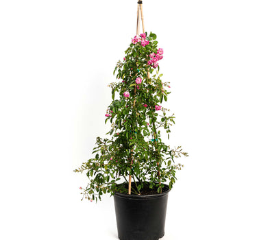 Peggy Martin Climbing Rose