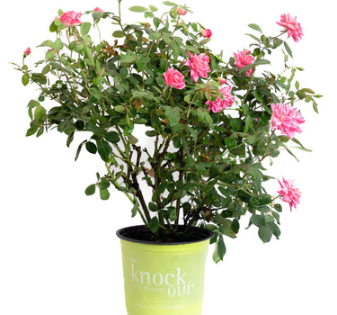 Pink Double Knock Out® Rose