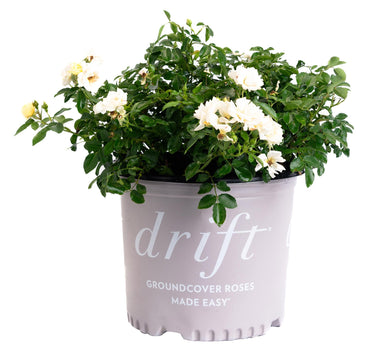 Popcorn Drift® Rose