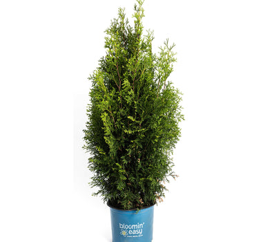 Private Jet™ Arborvitae