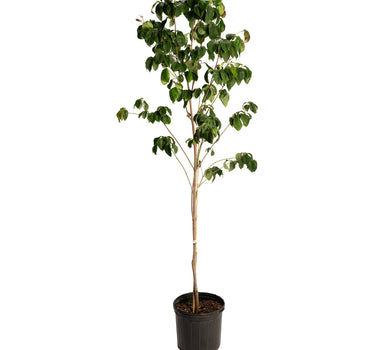 Cherokee Brave Pink Dogwood