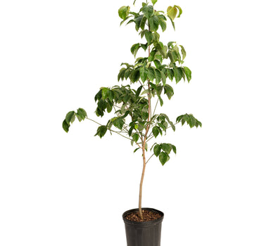 Cherokee Chief Pink Dogwood