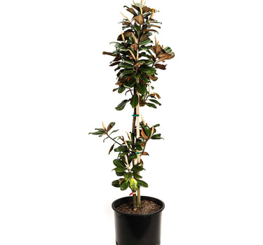 Teddy Bear® Southern Magnolia
