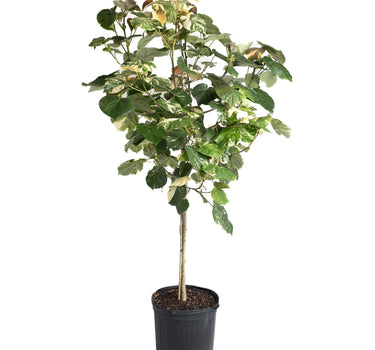 Variegated Hibiscus Tiliaceus