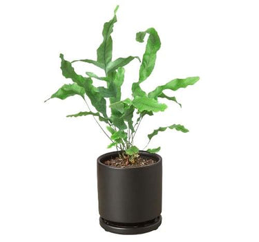Fern 'Blue Star'