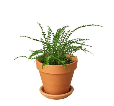 Fern 'Lemon Button'