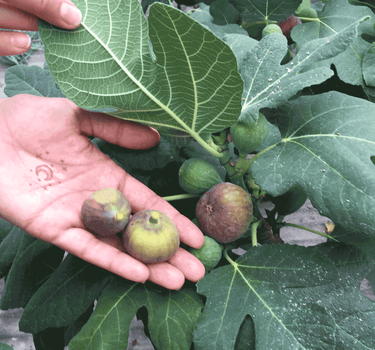 Fignominal Fig