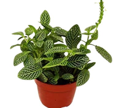 Fittonia 'White Nerve Plant' - 4" Pot - NURSERY POT ONLY