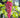 Flame Red Seedless Grape