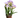 Freesia 'Purple'