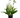 Freesia 'White'