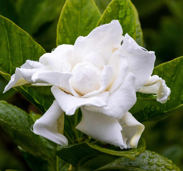 Frost Proof Gardenia