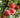 Frost Peach Tree fruit