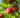 Fuji Apple Tree