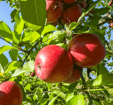 Fuji Apple Tree