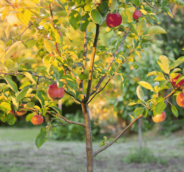 Fuji Apple Tree
