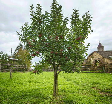 Fuji Apple Tree