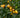 Fukushu Kumquat Tree fruit
