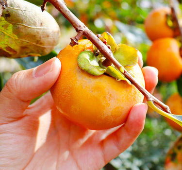 Fuyu Persimmon