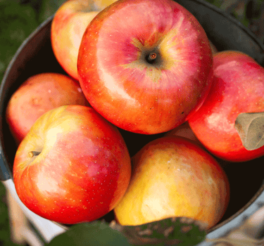 Gala Apple Tree