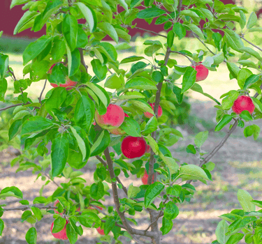 Gala Apple Tree