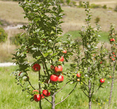 Apple Orchard
