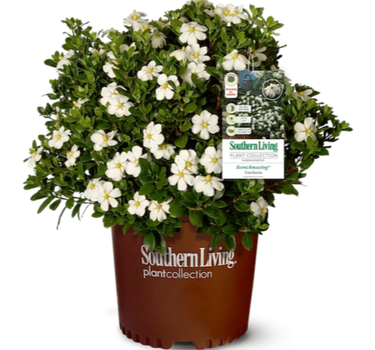 ScentAmazing Gardenia in container