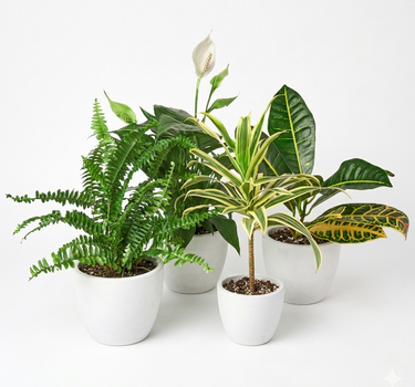 Air Purifying Variety Bundle