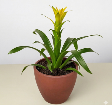 Guzmania Bromeliad 'Yellow'
