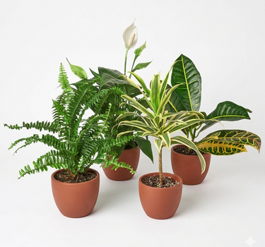 Air Purifying Variety Bundle