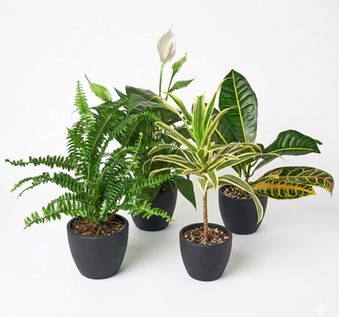 Air Purifying Variety Bundle