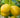 Genoa Lemon Tree fruit