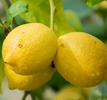 Genoa Lemon Tree fruit