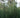 Giant Horsetail Reed