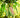 Glenn Mango Tree
