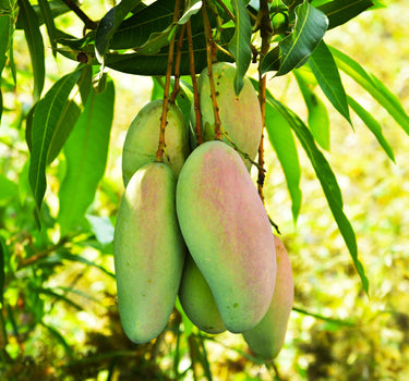 Glenn Mango Tree