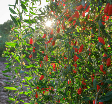 Goji Berry