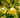 Golden Treat Apple Tree fruit