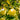 Golden Treat Apple Tree fruit