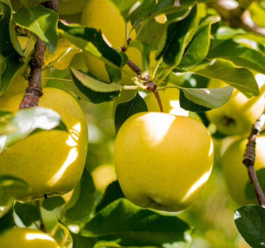 Golden Treat Apple Tree fruit