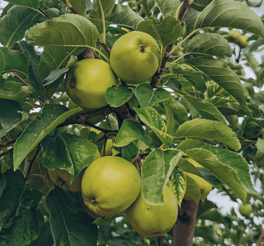 Granny Smith Apple Tree