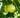 Granny Smith Apple Tree