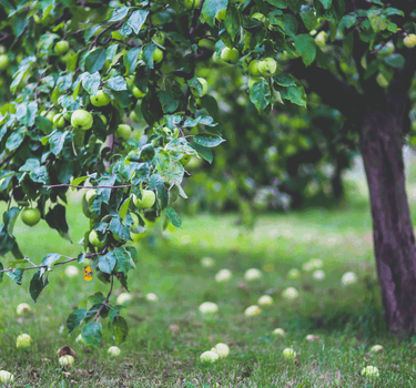 Granny Smith Apple Tree