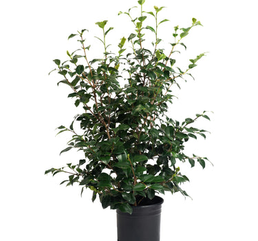 Greensboro Red Camellia